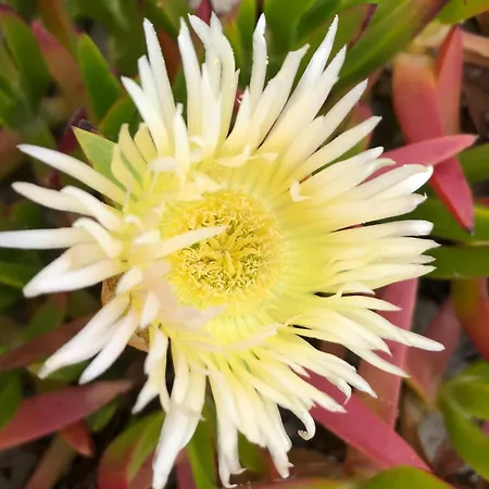 아파트 Costa Nova - Beach-front Gafanha da Encarnacao