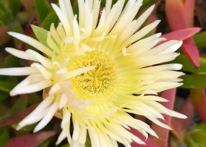 Appartamento Beachfront Costa Nova - 3 Br Gafanha da Encarnacao